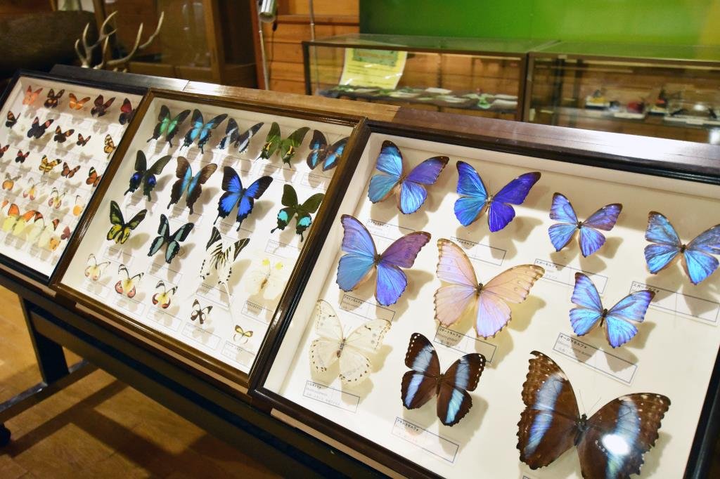 🦋 호쿠토시 오오무라사키 센터 (호쿠토시 오오무라사키 센타) 이미지 6